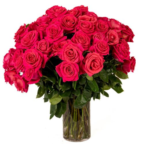 75 Hot Pink Roses 